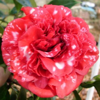 Black Lace Peony Variegated